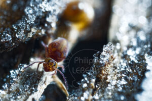 Collembole Dicyrtoma ornata sur des cristaux de givre