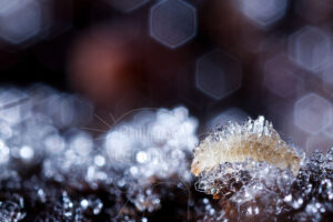 Larve d'insecte recouvert de givre