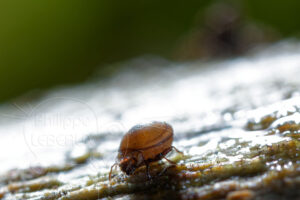 Acarien Oribate sp.