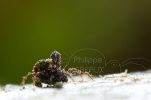 Acarien Damaeus sp.