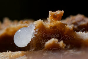 Acarien blanc oribate sp.