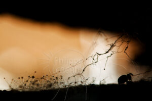 Collembole globulaire avec des micro champignons Phycomycètes