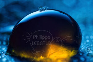 Collembole de l'ordre des Neelipleones