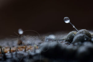 Spermatophores de collembole