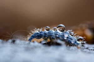 Collembole Neaura sp. recouvert de gouttes d'eau