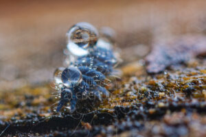 Collembole Neaura sp. recouvert de gouttes d'eau