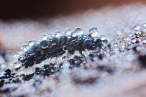 Collembole Neaura sp. recouvert de gouttes d'eau
