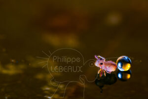 Collembole globulaire avec bulle d'air