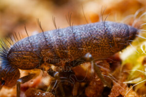 Détail abdomen avec écailles et soies du collembole Pogonognathellus flavescens
