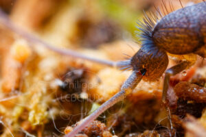 Détail tête du collembole Pogonognathellus flavescens