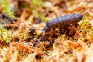 Collembole Pogonognathellus flavescens