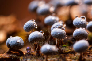 Collembole Tomocerus sp. parmi des fructifications de myxomycètes