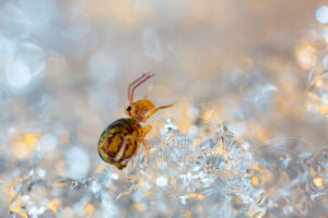 Collembole Dicyrtoma ornata sur cristaux de givre