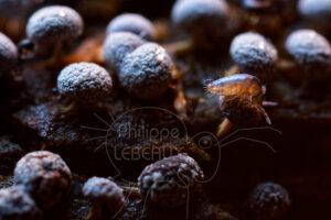 Collembole Tomocerus sp. mangeant des spores sur une fructification de