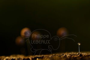 Spermatophore déposé sur le sol par un collembole