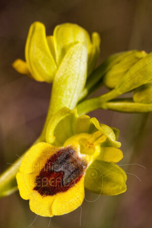 Orchidée Ophrys lutéa