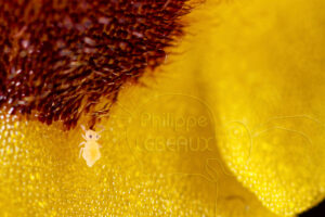 Orchidée Ophrys jaune avec collembole