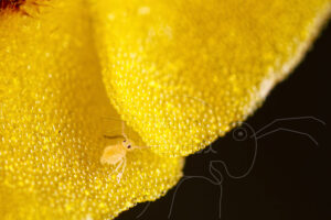 Orchidée Ophrys jaune avec collembole