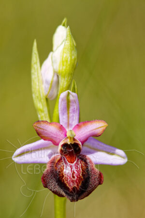 Orchidée Ophrys aveyronensis