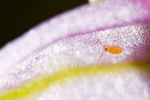 Collembole sur Ophrys aveyronensis