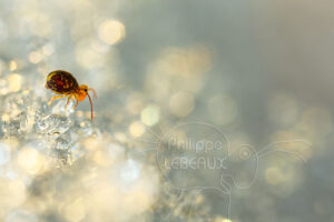 Collembole Dicyrtoma ornata sur cristaux de givre
