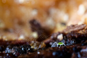 Acarien vert sur sol en décomposition