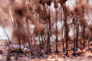 Collembole et acarien parmi des myxomycètes