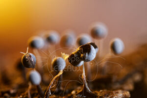 Collembole sp. sur fructification de myxomycète