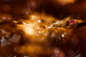 Collembole aquatique Sminthurides var levanderi