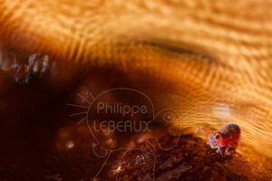 Collembole aquatique Sminthurides var levanderi