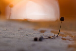 Mini-monde végétal