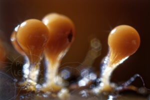 Focus sur Myxomycètes Hemitrichia calyculata