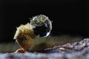 Spores de myxomycètes sp. avec goutte de givre