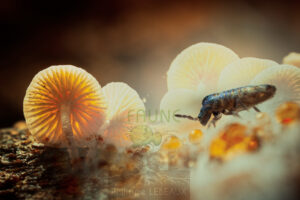 Photomontage artistique avec faune du sol