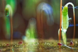 Photomontage artistique avec faune du sol