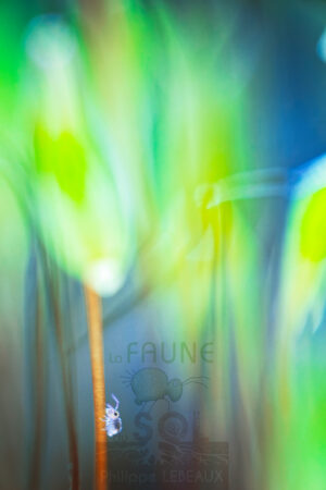 Photomontage artistique avec faune du sol