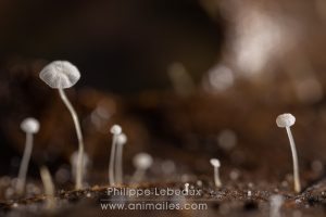 Micro champignons qui ont poussés sur une feuille morte