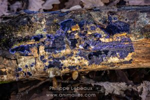 Terana caerulea (ou Terana coerulea) est un champignon saprophyte corticoïde, remarquable par sa couleur bleu cobalt éclatante lorsqu’il est jeune. Il forme des plages irrégulières à surface lisse à légèrement verruqueuse, au toucher finement velouté. On le rencontre surtout dans les forêts de feuillus chaudes et humides, sur la face inférieure des troncs et branches d’arbres caducs.