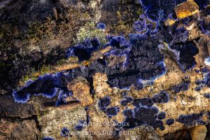 Terana caerulea (ou Terana coerulea) est un champignon saprophyte corticoïde, remarquable par sa couleur bleu cobalt éclatante lorsqu’il est jeune. Il forme des plages irrégulières à surface lisse à légèrement verruqueuse, au toucher finement velouté. On le rencontre surtout dans les forêts de feuillus chaudes et humides, sur la face inférieure des troncs et branches d’arbres caducs.