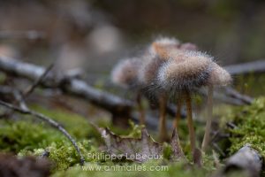 Collembole Dicyrtomina ornata photographié sur une feuille morte avec gouttes d'eau