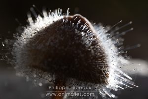 Collembole Dicyrtomina ornata photographié sur une feuille morte avec gouttes d'eau
