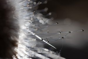 Collembole Dicyrtomina ornata photographié sur une feuille morte avec gouttes d'eau