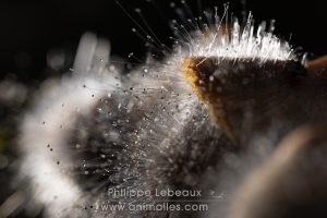 Collembole Dicyrtomina ornata photographié sur une feuille morte avec gouttes d'eau