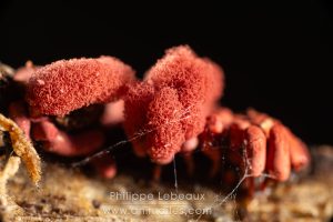Myxomycète Arcyria denudata