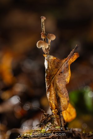 Mini champignons qui ont poussés sur une brindille