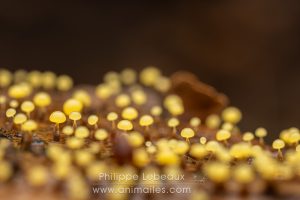 Fructifications de myxomycète, Didymium clavus
