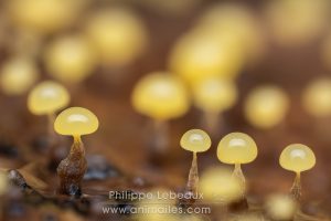 Fructifications de myxomycète, Didymium clavus