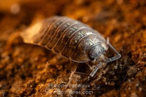 Cloporte Oniscus asellus