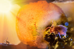 Photomontage artistique avec faune du sol