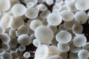 Champignon saprophyte du bois mort, ascomycète : Lachnum tenuissimum